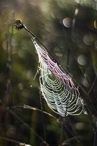 Close-up of spider web