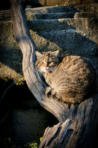 Cat sleeping on tree trunk
