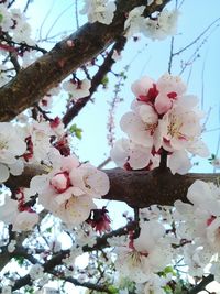 Low angle view of flowers on tree