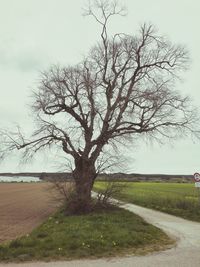 Bare tree on field against sky