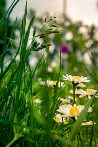 Close-up of flowering plants on field