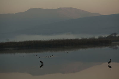 Silhouette birds flying over lake against sky during sunset