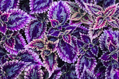 Full frame shot of purple flowering plants