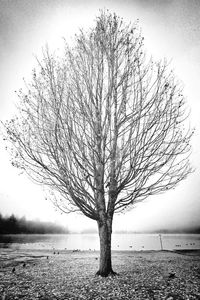 Bare trees against sky