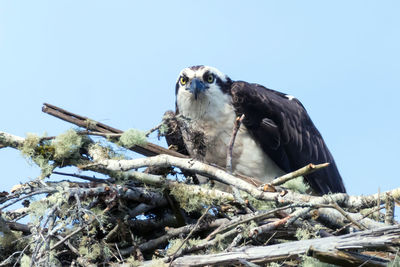 Low angle view of bird in nest against clear sky