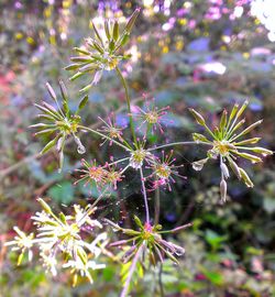 Close-up of pink flowers