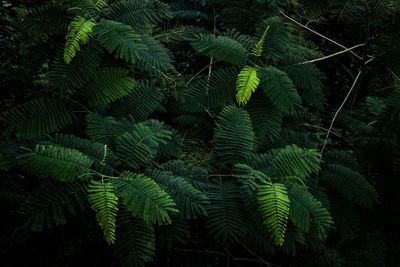 Full frame shot of fern tree