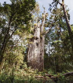 Low angle view of trees in forest against sky