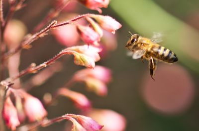 Close-up of insect on flower