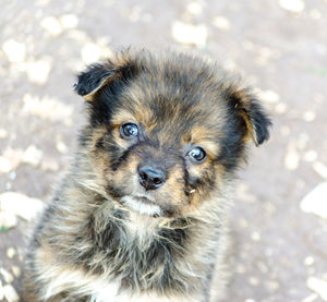 Close-up portrait of a dog