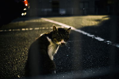 Cat on the road