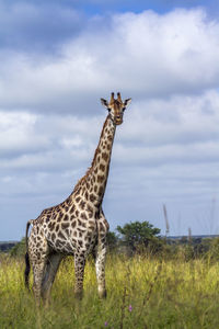 Giraffe in a field