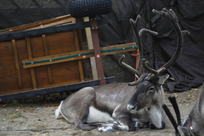 Close-up of a resting