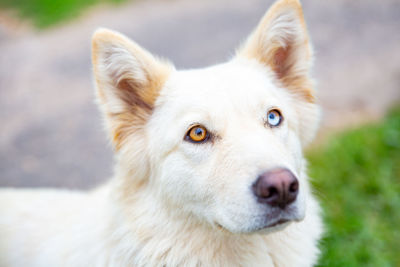 Close-up portrait of a dog with heterochromia. 