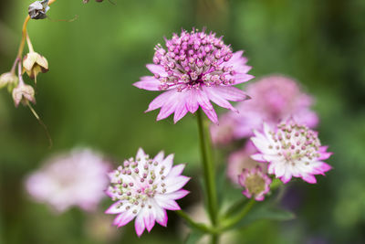 Close-up of purple flowers blooming outdoors