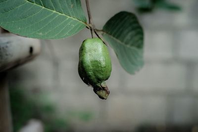 Close-up of berries growing on tree