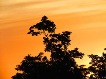 Low angle view of silhouette tree against orange sky