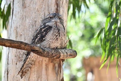 Low angle view of eagle perching on wooden post