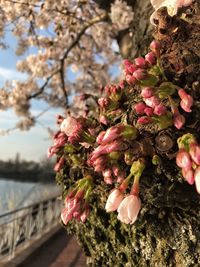 Close-up of pink cherry blossom tree