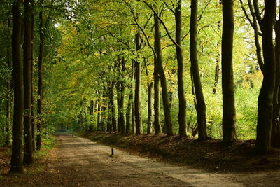 Footpath amidst trees in forest