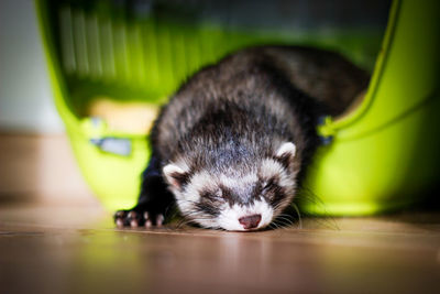 Close-up portrait of sleeping ferret