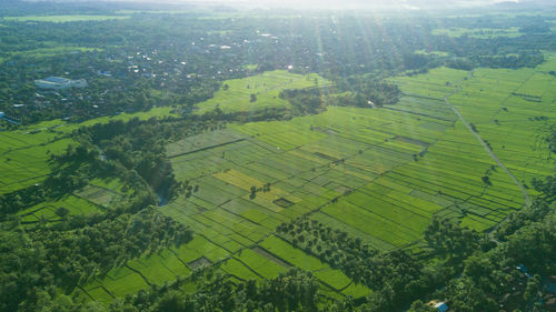 Aerial view of agricultural field