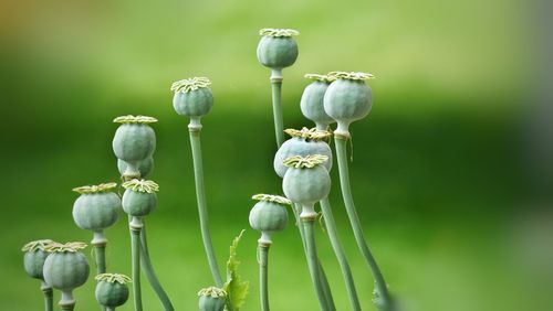 Close-up of buds on plant