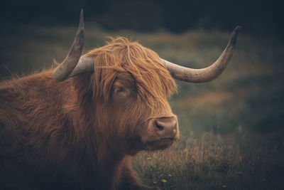 Highland cattle at schoorl close up