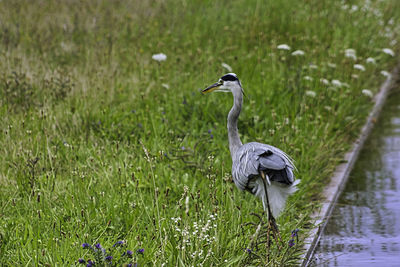 High angle view of gray heron on field
