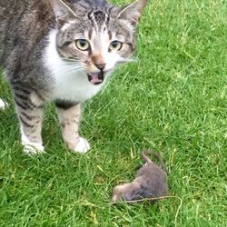 Cat relaxing on grassy field