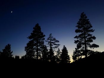 Silhouette pine trees against sky at night