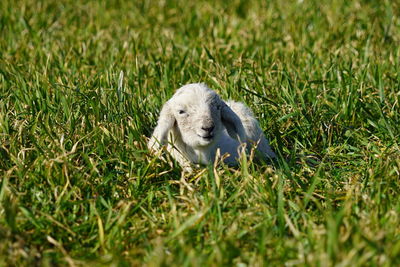 View of sheep on grass