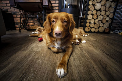 Portrait of a dog on the floor