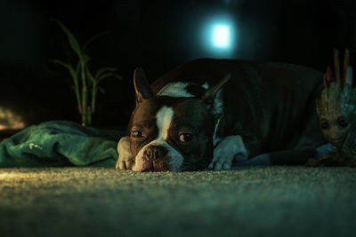 Portrait of dog resting