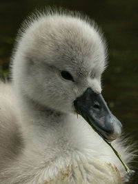 Close-up of swan