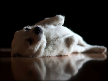 Close-up of dog relaxing on floor at home