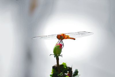 Close-up of insect perching on leaf