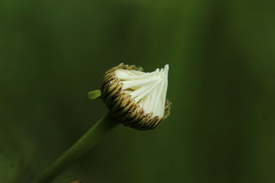 Close-up of white flower on green leaf