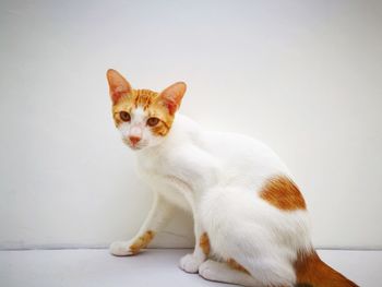 Portrait of cat sitting on white background