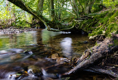 Scenic view of trees in forest