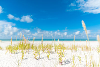 Close-up of grass on beach against blue sky