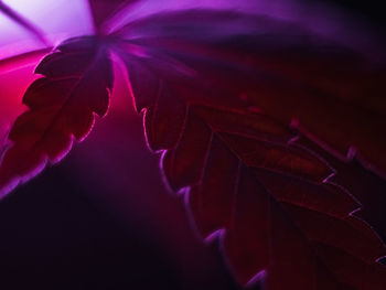 Close-up of maple leaves on plant