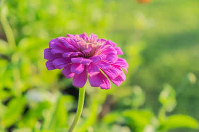 Close-up of pink flower