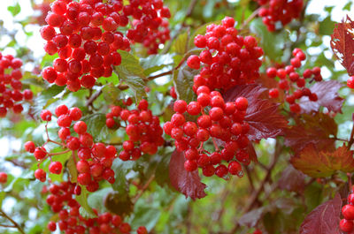 Close-up of red berries growing on plant