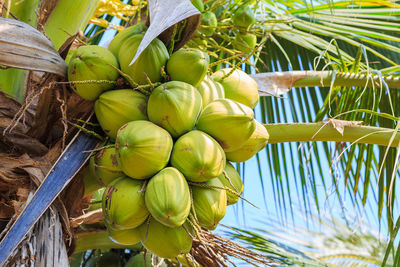 Close-up of fruits growing on tree