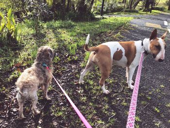 Dogs standing on field