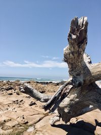 Driftwood on rock by sea against sky