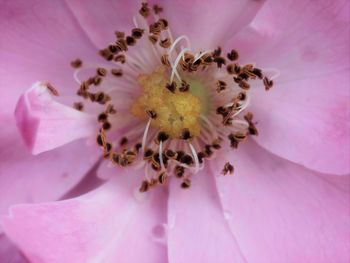 Macro shot of pink rose flower