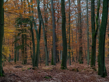 Trees in forest during autumn