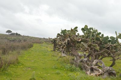 Scenic view of field against sky